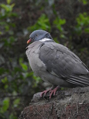 pigeon