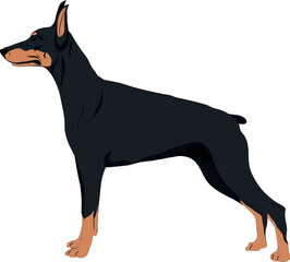 The Dobermann Colored Vector Illustration 