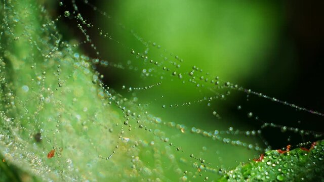 Green leaves shrouded in cobwebs. Pest caterpillars. The smallest drops of dew sparkle in the morning sun.