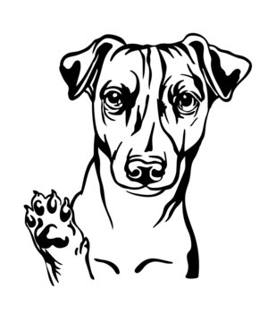 Jack russel terrier dog vector black contour portrait vector