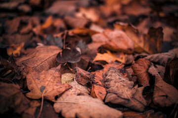 autumn leaves on the ground