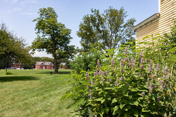 Plants along the Parade Ground on Governors Island with Green Grass in New York City during the Summer