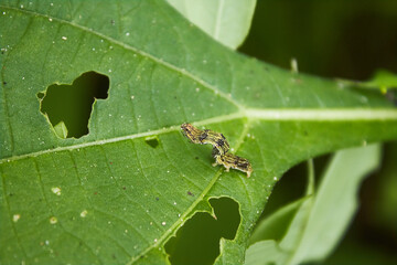 Insectos, plagas sobre cosechas.