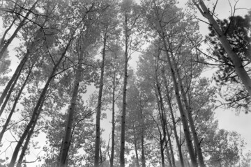 trees in the morning