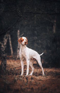 Beautiful red english pointer dog standing in autumn dark forest