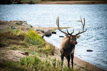 elk in the mountains