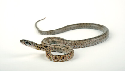 Baird's rat snake // Bairds Kletternatter (Pantherophis bairdi)