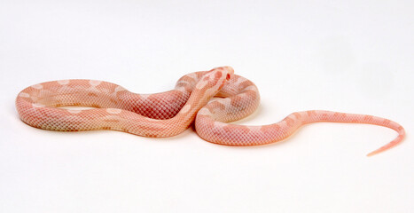 Kornnatter // Corn snake (Pantherophis guttatus) Snow toffee