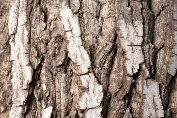 Bark of walnut tree, macro, background texture. The old wood texture with natural patterns for background, text, backdrop, copy space. Background pattern of the tree