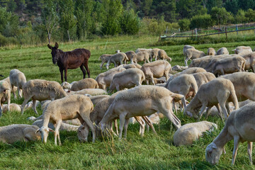 Beautiful Donkey and Herd of sheep grazing in a meadow in Aragon. Sunny summer day