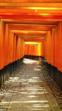 Walking through vermilion torii shrine gates of Fushimi Inari Taisha in Kyoto , Japan. POV vertical shot.