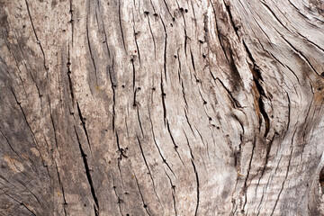 Close-up of brown wood texture background. The old wood texture with natural patterns for background, text, backdrop, copy space. Background pattern of the tree