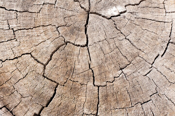 Close up wooden texture background. Cross section of a felled tree showing growth rings. Old natural wood texture of cut tree trunk for text and background. Design of nature