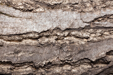 Bark of walnut tree, macro, background texture. The old wood texture with natural patterns for background, text, backdrop, copy space. Background pattern of the tree