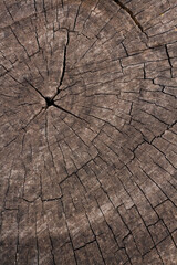 Close up wooden texture background. Cross section of a felled tree showing growth rings. Old natural wood texture of cut tree trunk for text and background. Design of nature