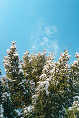 Snow-covered spruce branches