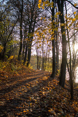 The forest in late autumn at sunset
