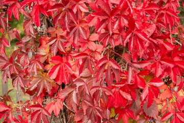 Red leaves of virginia creeper in autumn