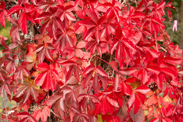 Red leaves of virginia creeper in autumn
