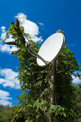 Satellite dish mounted on a tree - obrazy, fototapety, plakaty