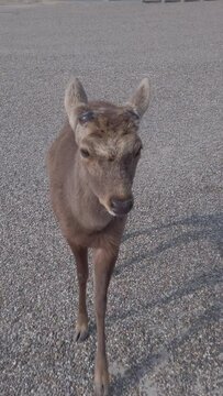 Deer wants a cookie treat in Nara Park , Japan