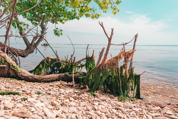 Driftwood with a tina on a rocky shore