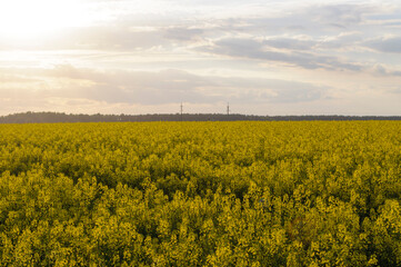 yellow field against the sky