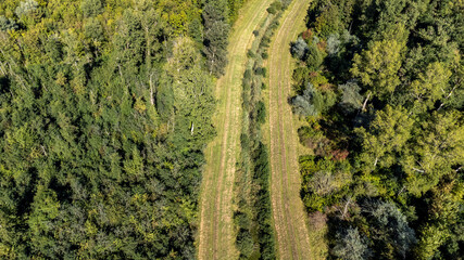 Luftaufnahme von einem grünen Wald mit einem Waldweg und einem kleinen Fluss in der Mitte bei schönem Wetter