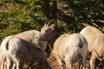 Fototapeta premium Big Horned Sheep Grazing at the Side of the Road