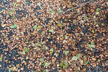 a lot of gingko leaves and fruits fallen on the ground in shinto inari shrine