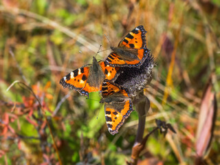 Fototapeta na wymiar Bright imago Aglais urticae, Many small Tortoiseshell butterfly on a autumn flower, close up.