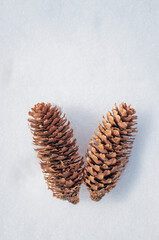 Snow background with pine cone and fir branch. A cone from a Christmas tree lies in the snow. Zero waste Christmas ideas. Winter season, christmas concepts. Frosty day in the forest. Winter walk.