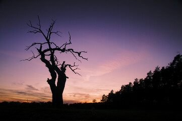 Stary wielowiekowy dąb wieczorną porą silnie kontrastujący wraz z lasem na tle nieba.