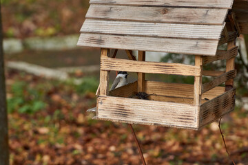 Nuthatch and titmouse flew to the feeder behind seeds. Late autumn. November 2021.