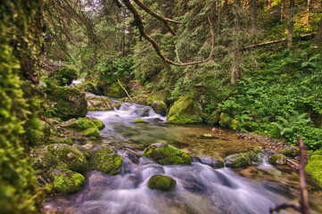 Górski potok w Tatrach z krystalicznie czystą wodą wśród zielonej roślinności. 
