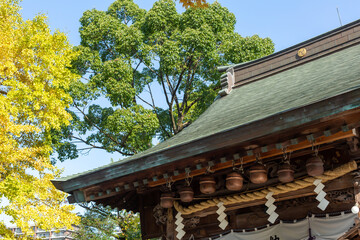 ginko tree with yellow leaves, pine tree, and roof of shinto shrine in aumumn