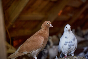 Breeding purebred pigeons at private yard. Warm house for birds. Hobby for the soul. Diet meat. Naturecore rural pastoral life concept Copy space