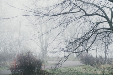 A heavy fog in the forest