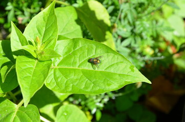 The green fly sits on the bright green leaves of the plant.