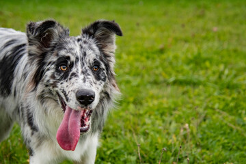 ritratto di border collie