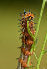 Closeup of a Common Buckeye butterfly caterpillar eating its host plant, the False Foxglove
