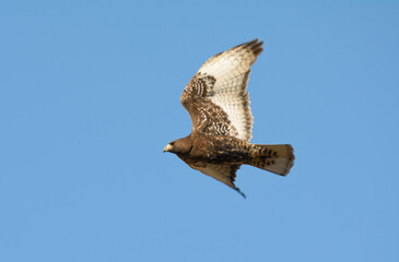 Magnificent dark morph Red-tailed Hawk in flight against clear blue sky