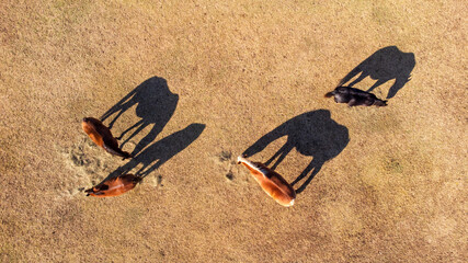 Bird's eye view of four horses eating hay in fall pasture in the morning, with their shadows stretching out next to them