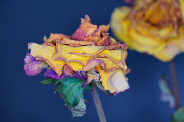 Dry rose decoration, floral mood, colorful flower