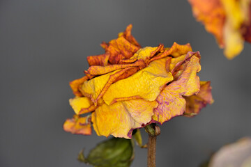 Dry rose decoration, floral mood, colorful flower