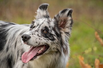 ritratto di border collie