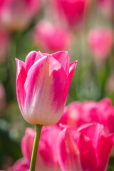 Obraz na płótnie Canvas Champs de tulipes
