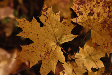 autumn maple leaf