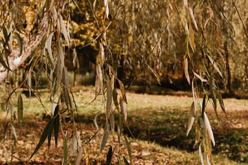 grass in the wind
