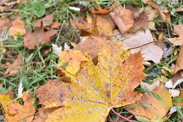 autumn leaves on the ground